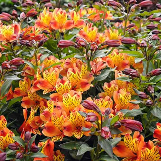 Alstroemeria Indian Summer® Tesronto, С2 imagine 17