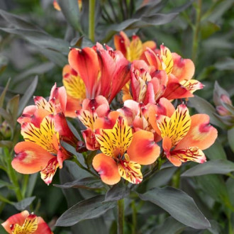 Alstroemeria Summer Breeze® Tessumbre, С2 imagine 1