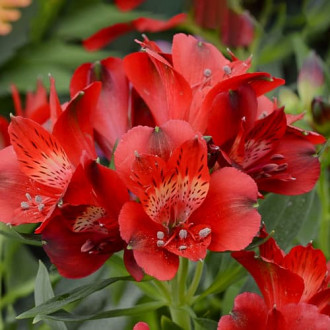 Alstroemeria Summer Pepper® Tessumpep, С2 изображение 13