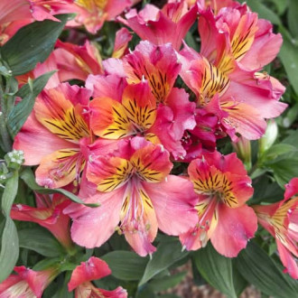 Alstroemeria Valley Girl® Tesvalgirl, С2 изображение 14