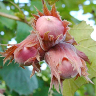 Alun roșu Lambert imagine 9