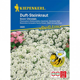 Alyssum Maritima Snow Crystals imagine 12