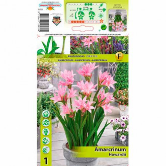 Amarcrinum Howardii imagine 1