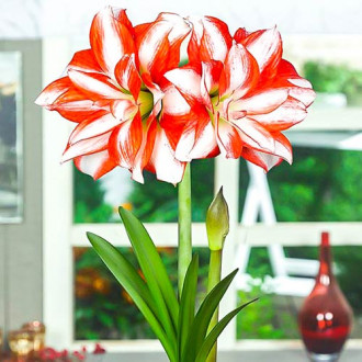 Амарилис Exotic Peacock изображение 16