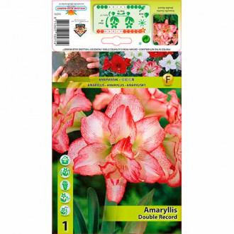 Amaryllis (Hippeastrum) Double Record interface.image 11