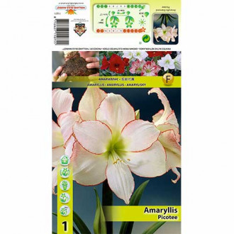 Amaryllis (Hippeastrum) Picotee interface.image 2