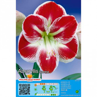 Amaryllis (Hippeastrum) Samba interface.image 8