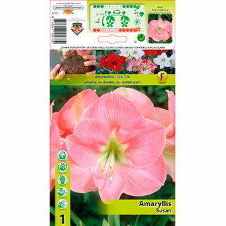 Amaryllis (Hippeastrum) Susan interface.image 9