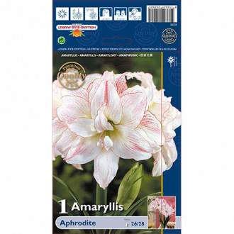 Amaryllis (Hippeastrum) Aphrodite interface.image 6