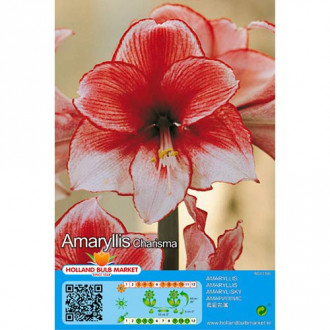 Amaryllis (Hippeastrum) Charisma interface.image 5