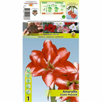 Amaryllis (Hippeastrum) Exotic Peacock interface.image 15