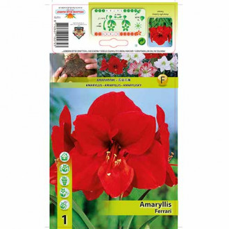 Amaryllis (Hippeastrum) Ferrari interface.image 10
