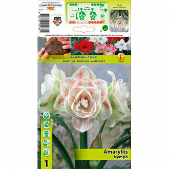 Amaryllis (Hippeastrum) Nymph interface.image 1