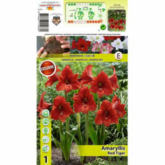 Amaryllis (Hippeastrum) Red Tiger interface.image 4