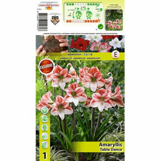 Amaryllis (Hippeastrum) Table Dancer interface.image 3