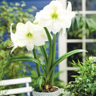 Crin de cameră (Amaryllis) Mont Blanc imagine 10