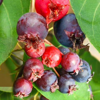 Amelanchier (Pom de stafide) Aroma Fruit imagine 3