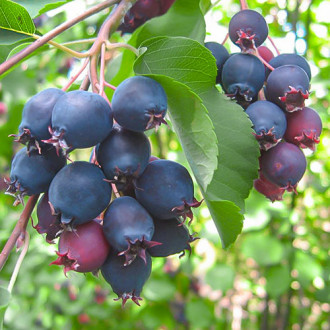 Amelanchier (Pom de stafide) Northline imagine 4