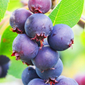 Amelanchier (Pom de stafide) Smoky imagine 2