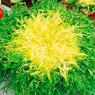 Andive Avantgarde imagine 5