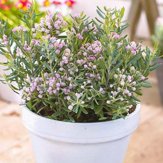 Андромеда Blue Ice изображение 1