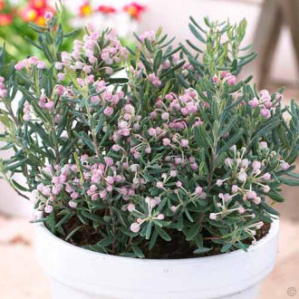 Andromeda Blue Ice imagine 1