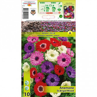 Anemone St. Brigid mix multicolor imagine 1