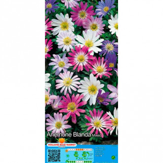 Anemone Blanda mix multicolor imagine 11