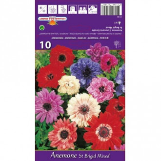Anemone double St. Brigid mix multicolor imagine 8