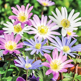 Анемония Blanda, микс изображение 16