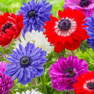 Анемония St. Brigid, микс изображение 8