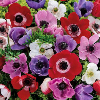 Anemone Caen, mix imagine 6