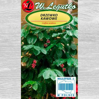 Arbore de cafea Legutko imagine 7