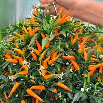 Ardei iute ornamental imagine 16