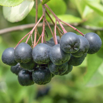 Aronia Viking interface.image 4