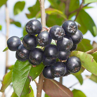 Aronia Nero, P9 imagine 4