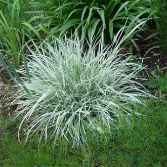 Arrhenatherum Variegatum imagine 1