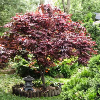 Arțar japonez Atropurpureum imagine 3