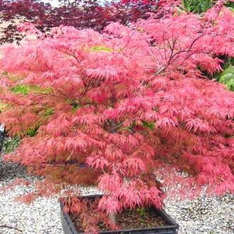Arțar japonez Wilson's Pink Dwarf imagine 2