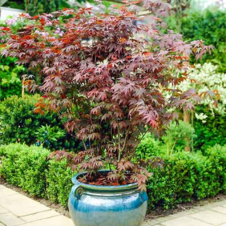 Arțar japonez imagine 1