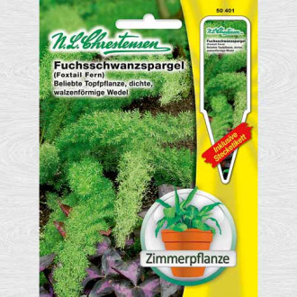 Asparagus Coada Vulpii imagine 3