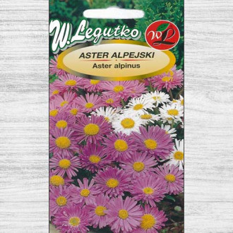 Aster alpin albastru Legutko imagine 7