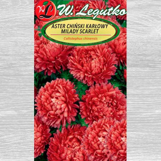 Ochiul boului Milady Scarlet Legutko imagine 3