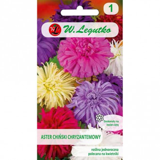 Aster chryzantemowy, mix kolorow interface.image 14