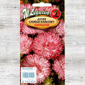Aster chiński karłowy Contraster różowo-biały Legutko interface.image 16