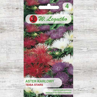 Aster chiński karłowy igiełkowy Teisa Stars, mieszanka Legutko interface.image 17