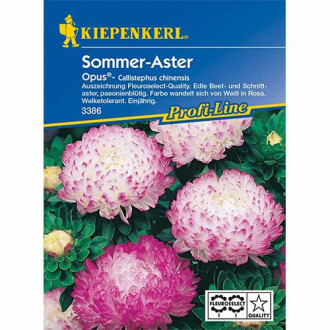 Aster chiński piwoniowy Opus Kiepenkerl