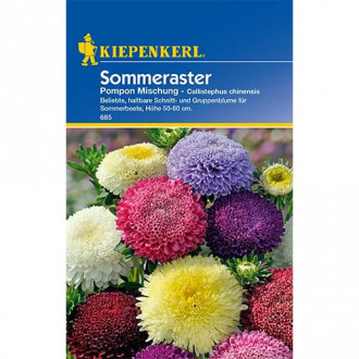 Aster pomponowy Pompon, mix kolorow interface.image 10