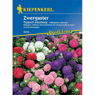 Aster chiński Teppich, mieszanka Kiepenkerl interface.image 17