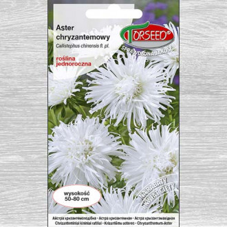 Aster chryzantemowy wysoki biały interface.image 15